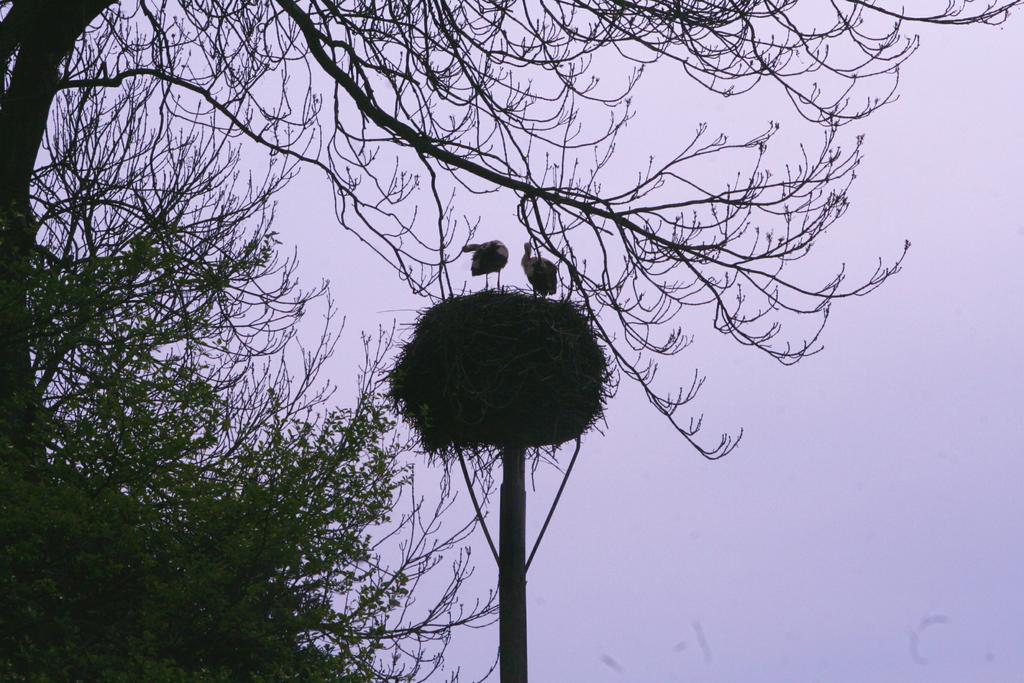 Ferienwohnungen Amsel und Nachtigall Haus Vogelhochzeit Lübbenau Exterior foto